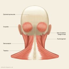 the muscles are labeled in this diagram, including the neck and upper half of the head