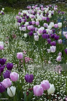 purple and white tulips in a garden