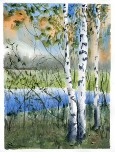 watercolor painting of birch trees by the lake