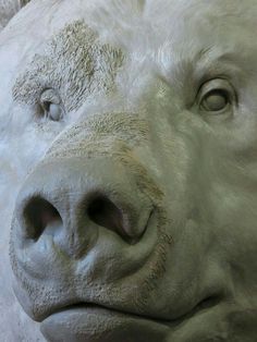 a close up of a white bear's face