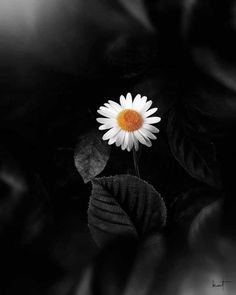 black and white photograph of a single flower with leaves in the foreground, against a dark background