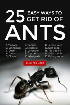 an ant insect with the words 25 easy ways to get rid of ants on it