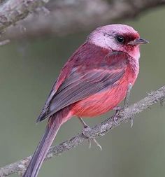 a small red and gray bird perched on a branch