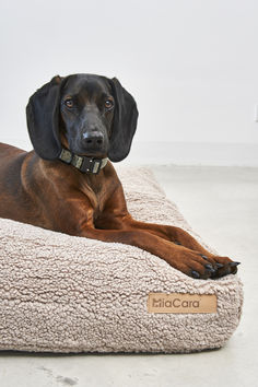 a large brown dog laying on top of a white bed with a name tag attached to it's collar