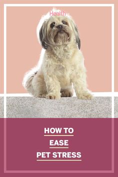 a small white dog sitting on top of a cement block with the words how to ease pet