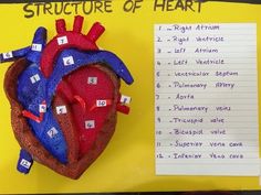 the structure of a heart is displayed on a bulletin board with notes attached to it