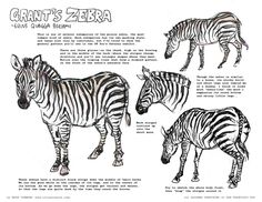 three zebras standing next to each other on a white sheet with black and white text