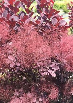 red leaves on the top of a shrub in a garden area with green grass and trees