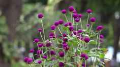 purple flowers are growing in a pot outside