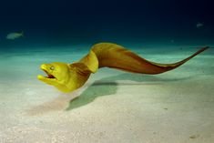 a yellow fish with its mouth open swimming in the ocean