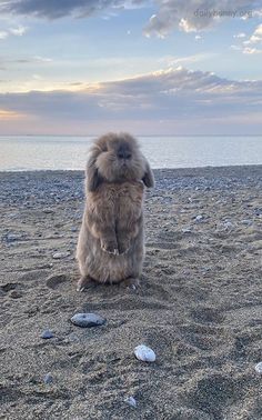 an animal sitting on top of a sandy beach next to the ocean and clouds in the sky