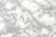 the shadow of a tree on a white background