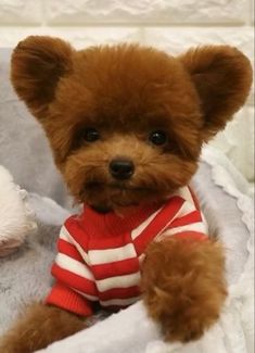 a brown teddy bear wearing a red and white striped shirt sitting in a basket next to a stuffed animal