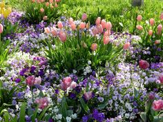 many different types of flowers in the grass