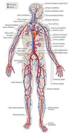 the human body with blood vessels and veins labeled in red, white and blue