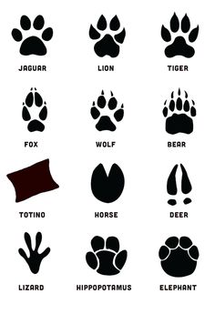 an animal's footprints are shown in black and white, with the word jaguar on it