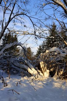 snow covered trees and branches in the woods on a sunny day with blue sky above