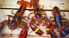 lobsters lined up on a wooden surface