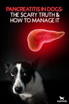 a black and white dog is looking at a red light in the shape of a liver