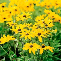 many yellow flowers are growing in the grass