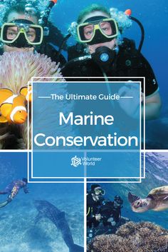 the ultimate guide to marine conservation in australia, with images of divers and corals