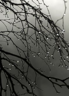 black and white photograph of tree branches with water droplets on them, in front of cloudy sky