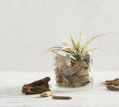 an air plant in a clear glass container filled with wood chips and dried herbs on a white table