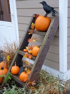 a ladder with pumpkins on it and a crow sitting on top of one of the steps