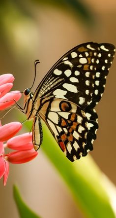 a close up of a butterfly on a flower with pink flowers in the foreground