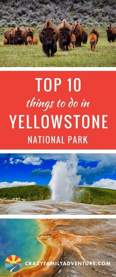 yellowstone national park with bison and geyser in the background text overlay reads top 10 things to do in yellowstone national park