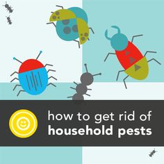 how to get rid of household pests