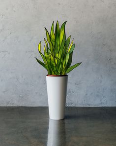 a potted plant sitting on top of a table next to a cement wall and concrete floor