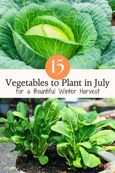 vegetables to plant in july for a beautiful winter harvest