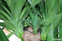 a bug crawling on the side of a green plant