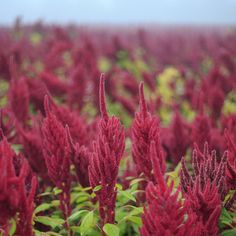 red flowers in the middle of a field