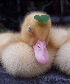 a duckling with a green leaf on its head is laying down and looking at the camera