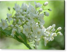 white flowers with green leaves in the background canvas print featuring an image of some white flowers