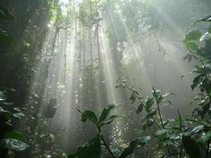 the sun is shining through the trees in the jungle