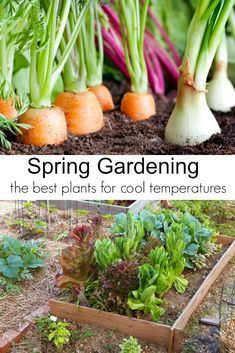 the garden is full of different types of vegetables and plants that are growing in it