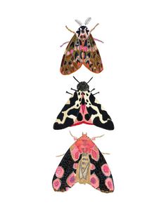 three moths with different colors and patterns on them