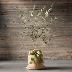 Mini Olive Tree | Williams Sonoma Olive Tree Care, Arbequina Olive Tree, Indoor Olive Tree, Best Indoor Trees, Umbrella Tree, Chicken Coop Run, Trendy Plants, Planting Pot, Missouri Botanical Garden