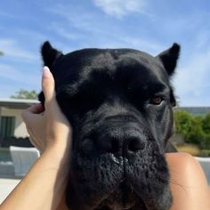 a black dog is being held by a woman