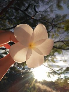 a person holding a flower in their hand with the sun shining through the trees behind them