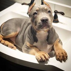 a brown and black dog laying in a sink next to a faucet with horns on it's head