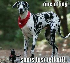 a black and white dog wearing a red bandana standing next to a small black dog