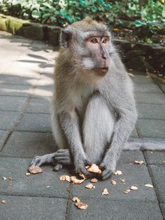 a monkey sitting on the ground eating food