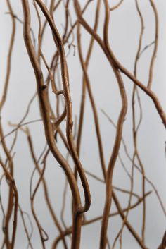 the branches of a tree with no leaves are shown in front of a white background