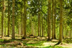 a forest filled with lots of tall trees