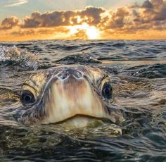 a turtle swimming in the ocean at sunset