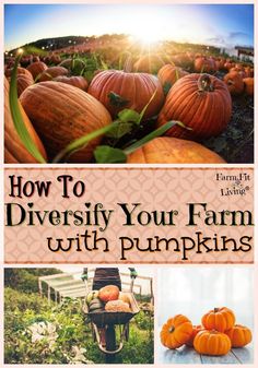 how to diversify your farm with pumpkins and other things you can do